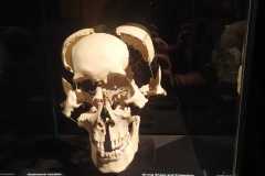 BODY WORLDS