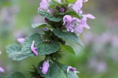 Photo_1588240321886